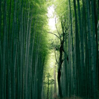 juniperphoton-E0bj4Q53_Dw-unsplash Iyashi Dôme foret japonaise