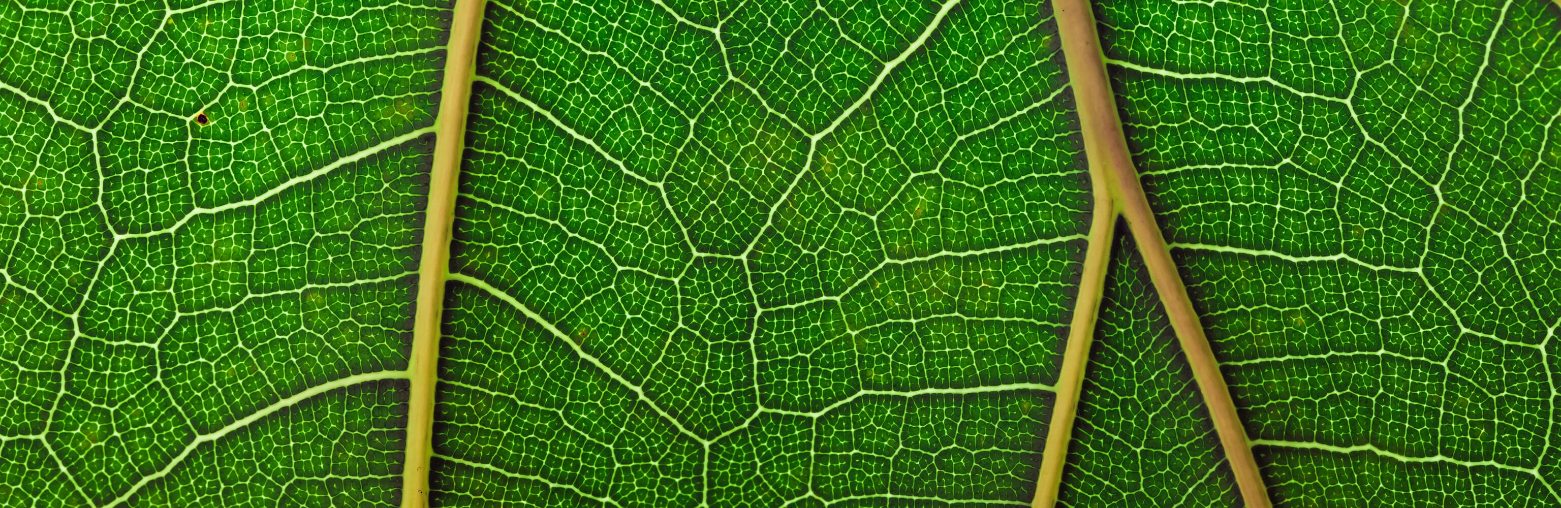 getty-images-tFUBjYz6mY8-unsplash La longévité et le Iyashi Dôme